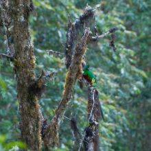 Tips to Spot the Quetzal in the Parque Nacional Los Quetzales
