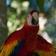 Carara National Park is a Top Spot for Macaws