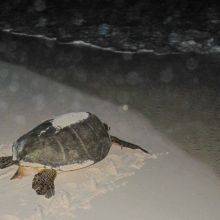 Cayo Largo - Turtle Watching in Cuba