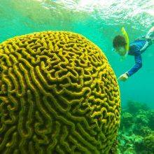 Snorkeling at Playa Larga in Cuba