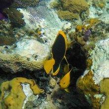 Snorkeling at Cayo Levisa