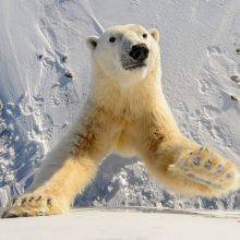 Churchill Polar Bears in Canada