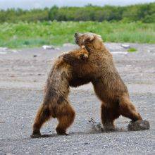 Alaska Bears in Hallo Bay in the Katmai National Park 