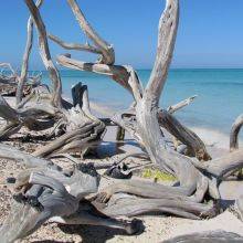 Cayo Jutias