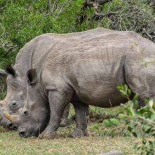 Rhinos in the Hluhluwe-iMfolozi Game Reserve