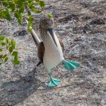 Galapagos Islands - Tips to Travel on a Budget - Season and Animal Guide