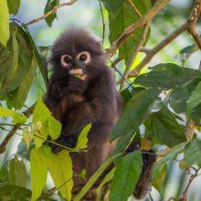 Dusky Langurs in the Khao Sok National Park