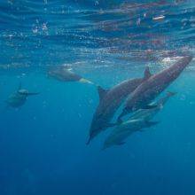 Hawaii - Big Island - Best Snorkel Spots