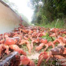 9 Facts About the Annual Crab Migration on Christmas Island