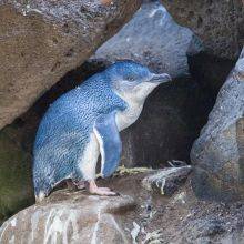 St. Kilda Little Penguins - Latest Update About the Closure and New Fee in 2024