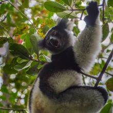 Spot the Indri in Analamazaotra