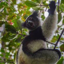 Spot the Indri in Analamazaotra