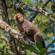 Lemurs in Ranomafana