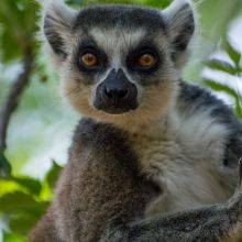 Ring-Tailed Lemurs in the Village Anja