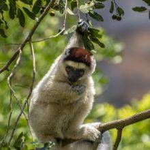 Highlights in the Isalo National Park