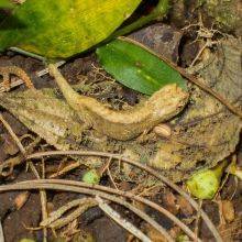 Chameleons in Amber Mountain National Park