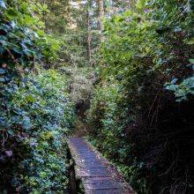 Beautiful Bay Trail at Bere Point State Park - Vancouver Island