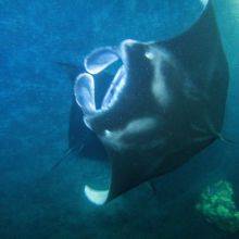 Hawaii - Manta Rays Night Snorkel and Dive Tour in Kona