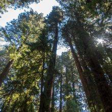 3 Hiking Trails in Muir Woods National Monument