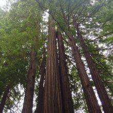 The Majestic Humboldt Redwoods State Park