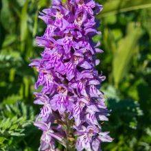 Wildflowers on the Isle of Coll