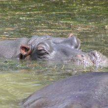 iSimangaliso Wetland Park - St Lucia