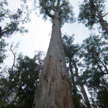 Evercreech Rainforest a Hidden Gem in Tassie