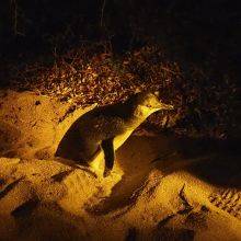 Low Head Fairy Penguins and Lighthouse in Tasmania - Best Time and Tips