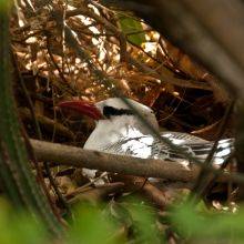 Little Tobago - Red-Billed Tropicbirds