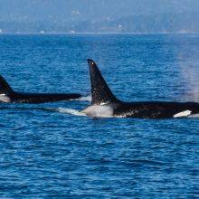 Vancouver Island Whale Watching - Whale and Orca Guide