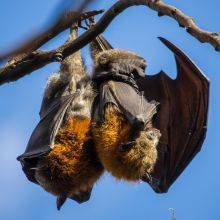 Flying Foxes Colony at Yarra Bend Close to Melbourne