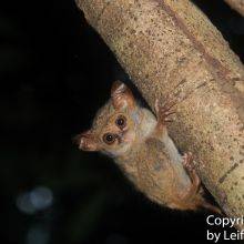 Tangkoko National Park - Nature Reserve