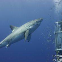 White Sharks at Guadalupe Island
