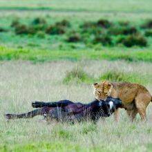 Safari in the Ngorongoro Crater Conservation Area - Season Guide and Lodges
