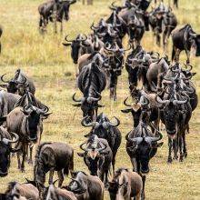 Wildebeest Migration - Masai Mara