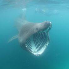 Spotting Basking Sharks in Cornwall