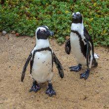 The African Penguins at Betty's Bay 