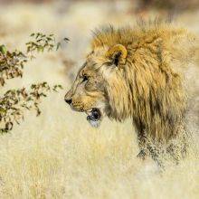 Self-Guided Safari in Etosha - Season Guide and Facts