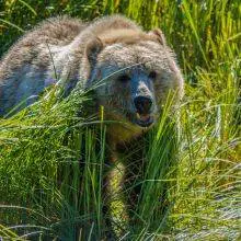 Grizzly Bears Vancouver Island - Knight Inlet BC