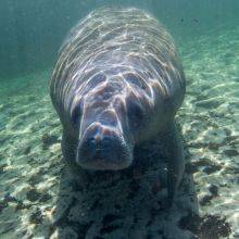 Swim With Manatees in Florida - 7 Must-Know Tips