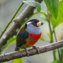 Mindo Cloud Forest Exceptional for Birding