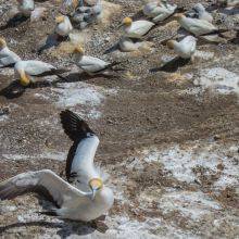 The Gannet Colony at Muriwai - 11 Facts