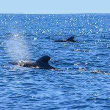 Whale and Dolphin Watching Tenerife - Whale Seasons Guide and Packing List