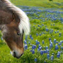 Bluebonnet Trails and Festival in Ennis, Texas, in April 2023
