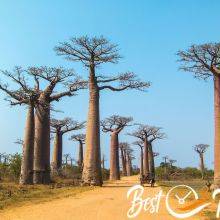 Baobabs Along the Avenue de Baobab in Madagascar