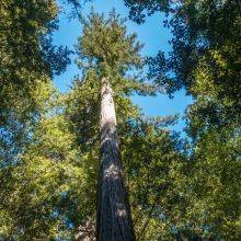 Big Basin Redwoods State Park - All You Need to Know