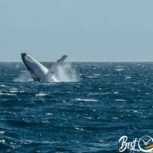 Boston Whale Watching Monthly Guide and 8 Tips