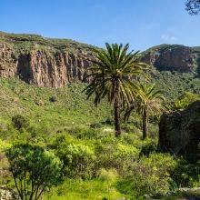 Hiking Tips for Caldera de Bandama in Gran Canaria