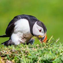 Lunga Island – Puffins and Seabirds in the Treshnish Isles