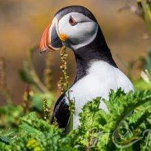 Best Time to See Puffins on Lunga Island, One of Scotland’s Treshnish Isles 